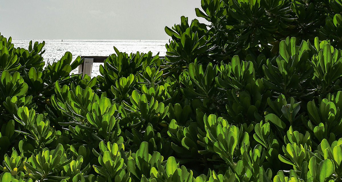 Del Mar settles with billionaire over hedges